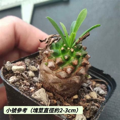 鐵甲麒麟|鐵甲麒麟 / 鐵甲丸（Euphorbia bupleurifolia )